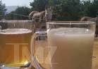 'Fear Factor' -- NBC Debating Donkey Semen ... Episode in Jeopardy