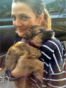 Drew Barrymore & Fiance Adopt ... A Dog!