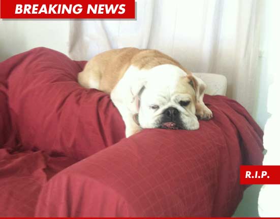 0221_RIP_DOG_TWITTER_BN