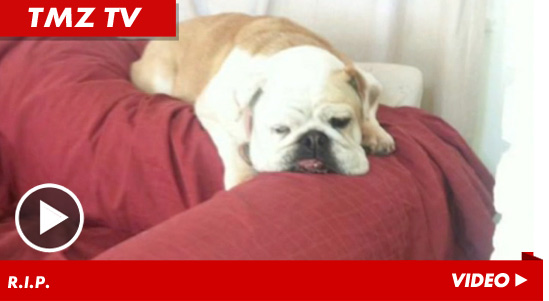 022212_dog_launch