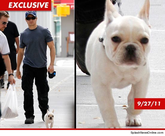 Jeremy Renners 8-month-old puppy Franklin dropped dead on a baseball field.