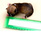 Meet Beyonce -- The Tiny Dog With the Big Name!