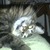 Commenter's Avatar