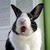 Commenter's Avatar