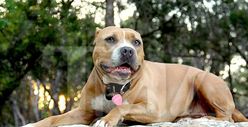 Jesse James' Dog Cinnabun -- In Good Health