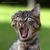 Commenter's Avatar