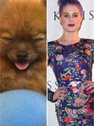 Kelly Osbourne Adopts Adorable Pomeranian