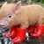 Commenter's Avatar
