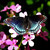 Commenter's Avatar