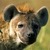 Commenter's Avatar