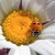 Commenter's Avatar