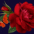 Commenter's Avatar