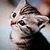 Commenter's Avatar