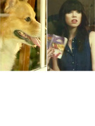 Viral Video: Corgi Parody of "Call Me Maybe"