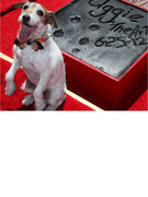 Uggie The Dog Leaves His Paw Prints in Cement!