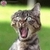 Commenter's Avatar