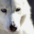 Commenter's Avatar