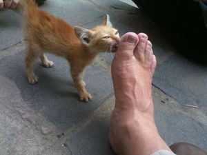 The Best Photos Of Danny DeVito's Troll Foot