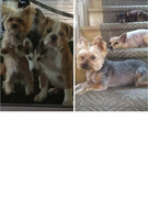 Guess Whose Pooch!
