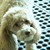 Commenter's Avatar