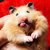 Commenter's Avatar