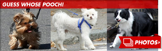 0831_guess_pooch_footer