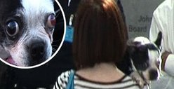 Terminator Pooch -- I Told You I'd Be Back