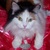 Commenter's Avatar