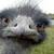Commenter's Avatar