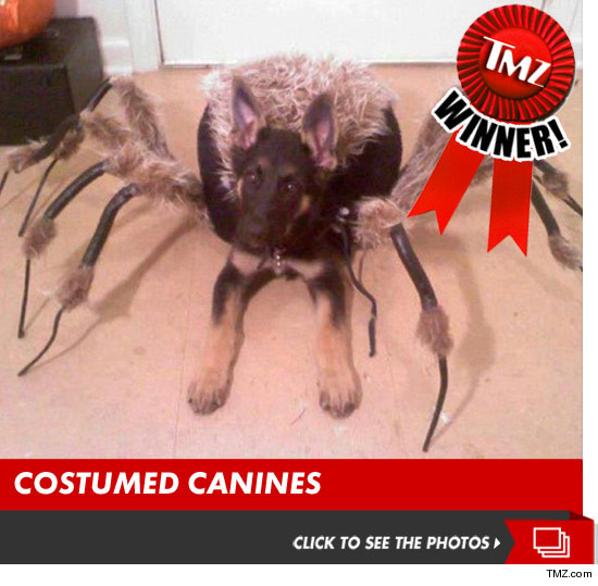 1023_dog_costumes_contest_winner_launch