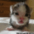 Commenter's Avatar