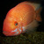 Commenter's Avatar