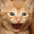 Commenter's Avatar
