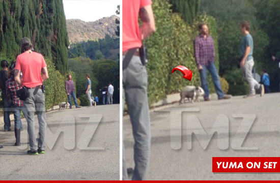 1221_yuma_pig_main_Article_tmz_onset_WM