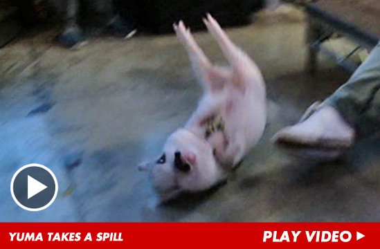 122112_tmzlive_yuma_fall_nov2012_launchv2