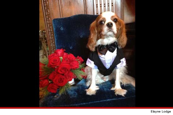 0101_subasset_hugh_crystal_dog