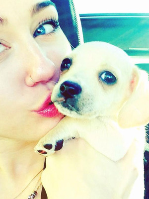 Meet Miley Cyrus' Adorable New Puppy!