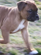 Whose Adorable New Dog?