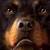 Commenter's Avatar