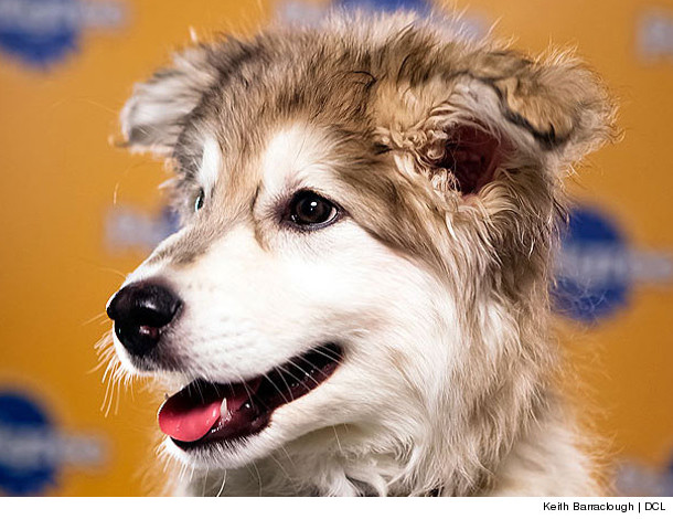 0124_puppy_inset