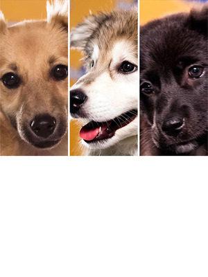 Puppy Bowl IX -- Meet the Adorable Players
