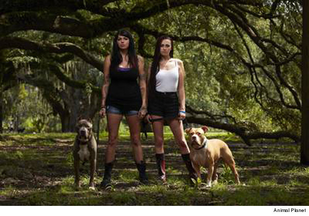 pitbulls_resized