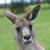 Commenter's Avatar