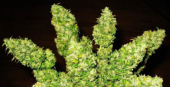 Rihanna -- I Got a BUNCH OF POT for Valentine's Day