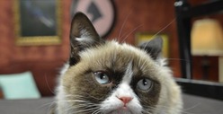 Grumpy Cat -- Pamprrrrd at Friskies Photo Shoot