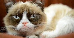 Grumpy Cat -- Meow Do You Like Them Apples?