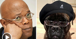 Samuel L. Jackson Has a Doggie Knockoff -- Samuel L. DOGSON