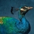 Commenter's Avatar