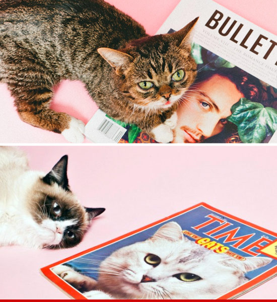 0329_grump_cat_bullet_article2