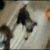 Commenter's Avatar